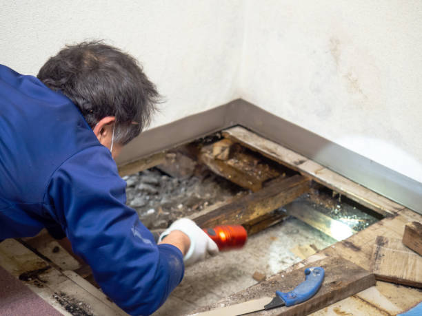 Best Certified Mold Removal  in , IL