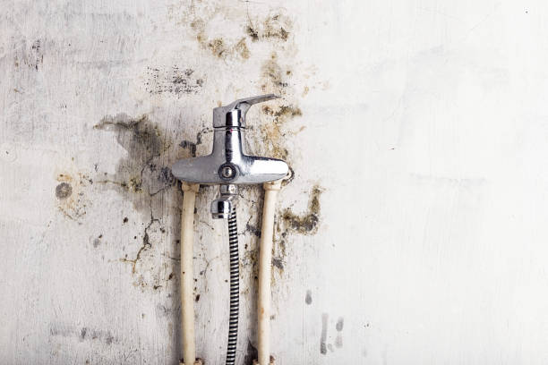 Best Office Mold Removal Services  in , IL