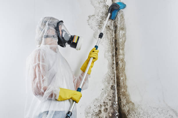 Best Crawl Space Mold Removal  in , IL