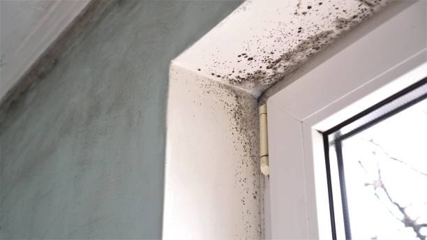 Best Toxic Mold Removal  in , IL