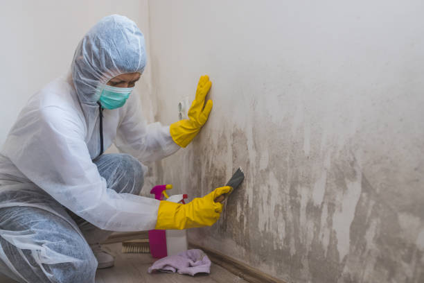 Best Attic Mold Removal  in , IL