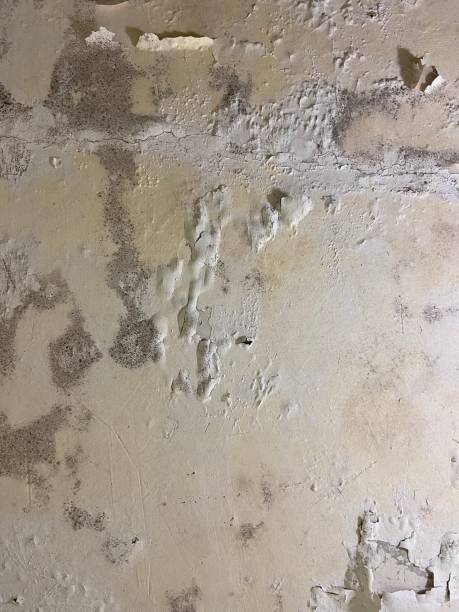 Best Fast Mold Removal  in , IL